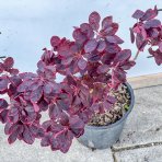 Škumpa vlasatá (Cotinus coggygria) ´ROYAL PURPLE´ výška: 60-80 cm, kont. C5L 